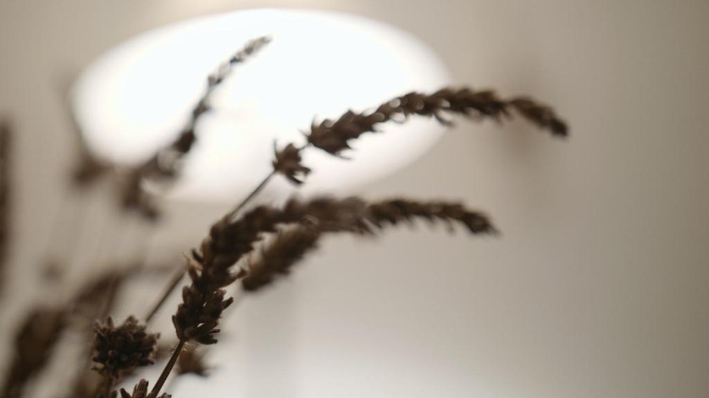 S'Harzala Taupe – photo 24