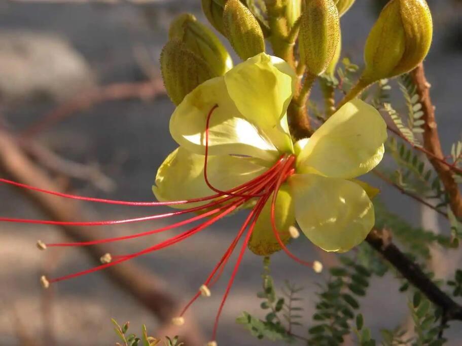 a yellow flower with red stems on a tree at The Outpost Joshua Tree: Hot Tub, GameRoom, JTNP in Joshua Tree