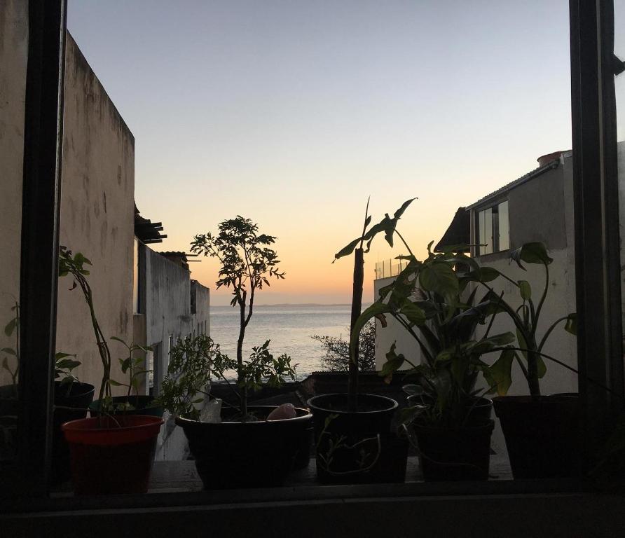 a group of potted plants on a window sill with the ocean at CasAMARelo Hostel in Salvador