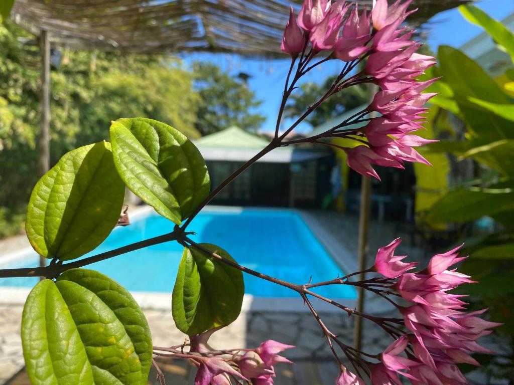 um ramo de flores cor-de-rosa em frente a uma piscina em Fare Rearea à Papeete em Papeete