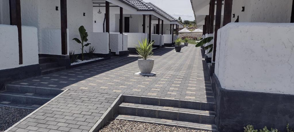 une usine en pot assise sur un trottoir à côté d'un bâtiment dans l'établissement Bungalow Terra Kordu, à Băile Felix