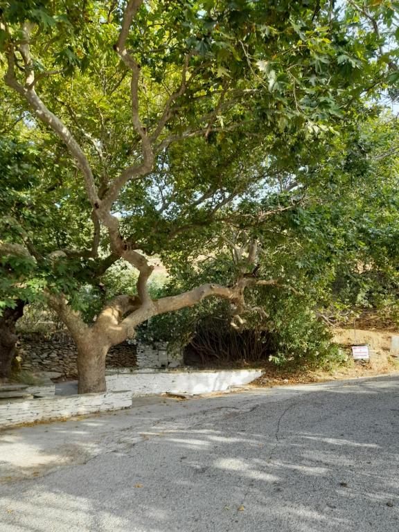 Fotografia z galérie ubytovania SummerAndros Meliti v destinácii Andros