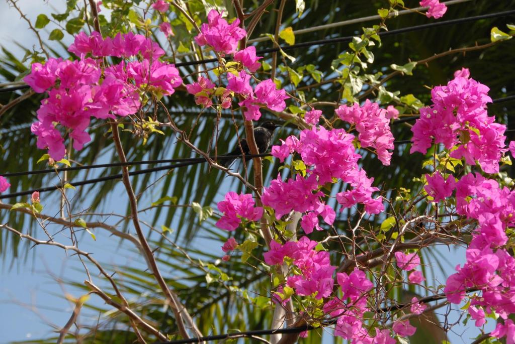 a bunch of pink flowers in front of a palm tree at Sandy Bliss Condominiums in Saint James