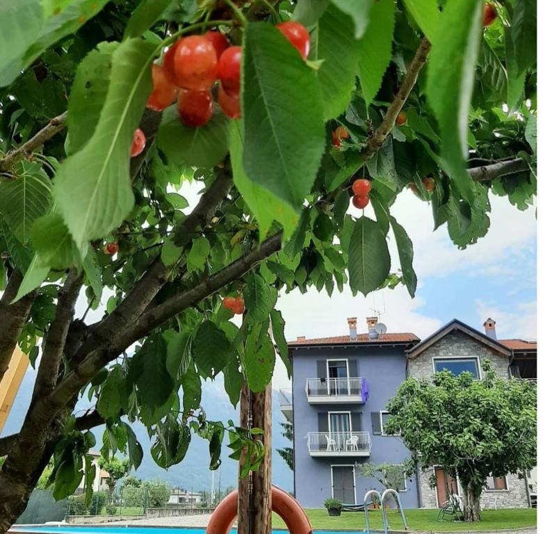 Zahrada ubytování B&B Zia Vivina