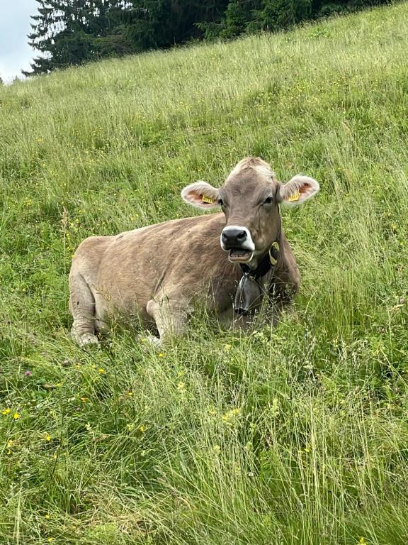 a cow laying in the grass in a field at Schöne Aussichten in Missen-Wilhams