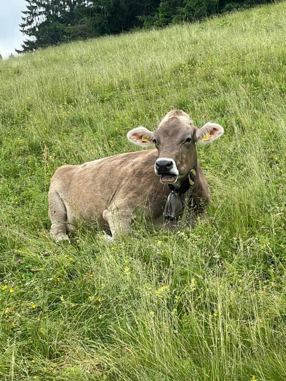 Animale la sau în apropiere de acest apartament