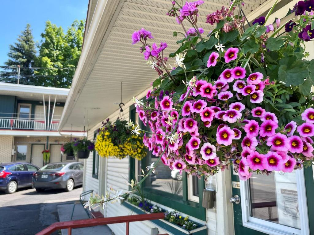 a bunch of flowers hanging from the side of a building at Motel Saint-Hilaire in Mont-Saint-Hilaire