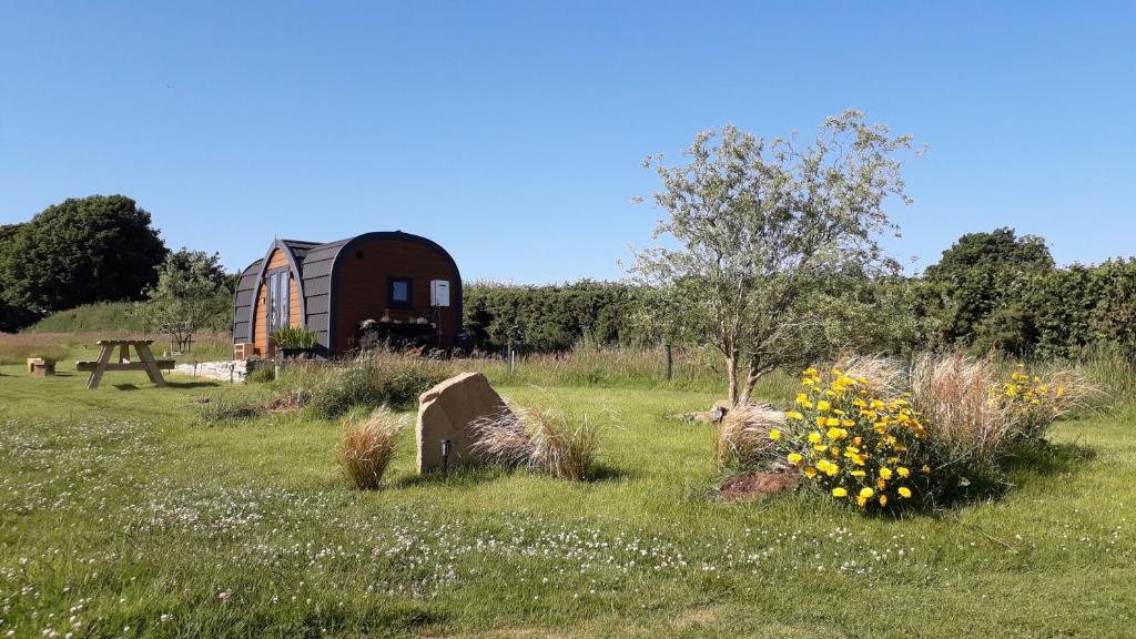 a field with sheep laying in the grass with a barn at Rowan - Luxury Pod at Trewithen Farm Glamping in Launceston