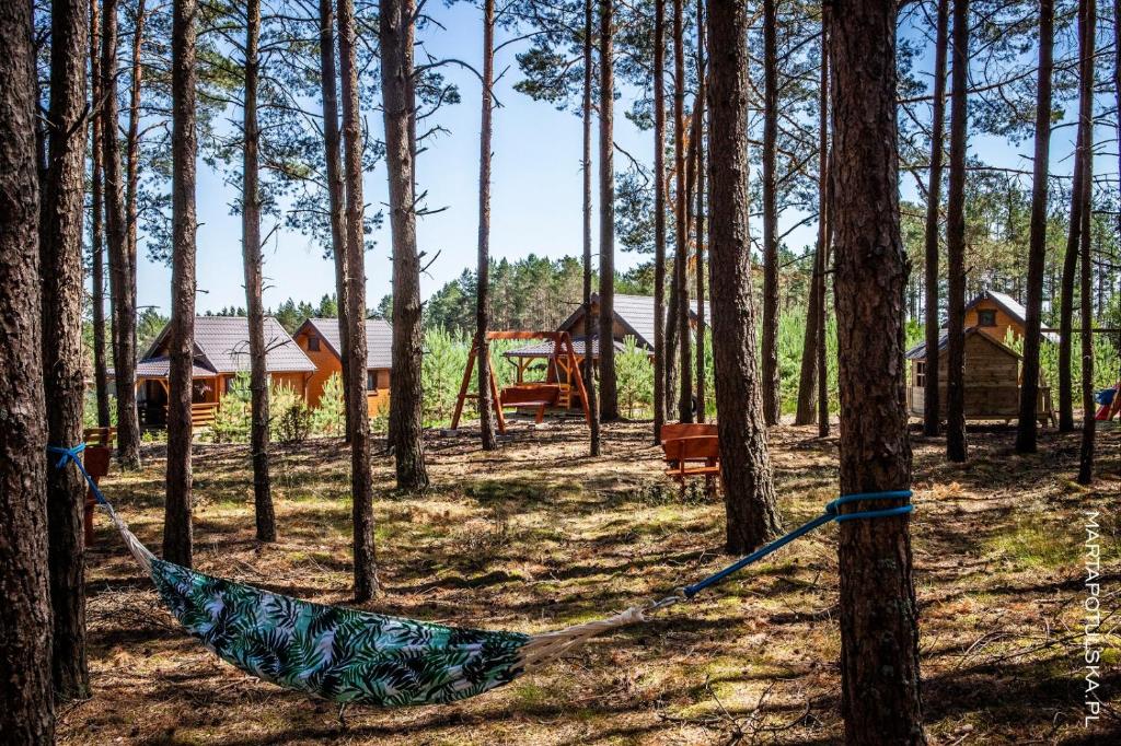 a hammock in the middle of a forest at Domki Letniskowe Swornegacie - grill klimatyzacja WiFi monitoring in Swornegacie 