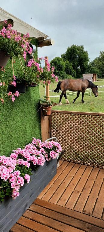 a horse walking on a deck with pink flowers at Gite o vert in Malleville-sur-le-Bec