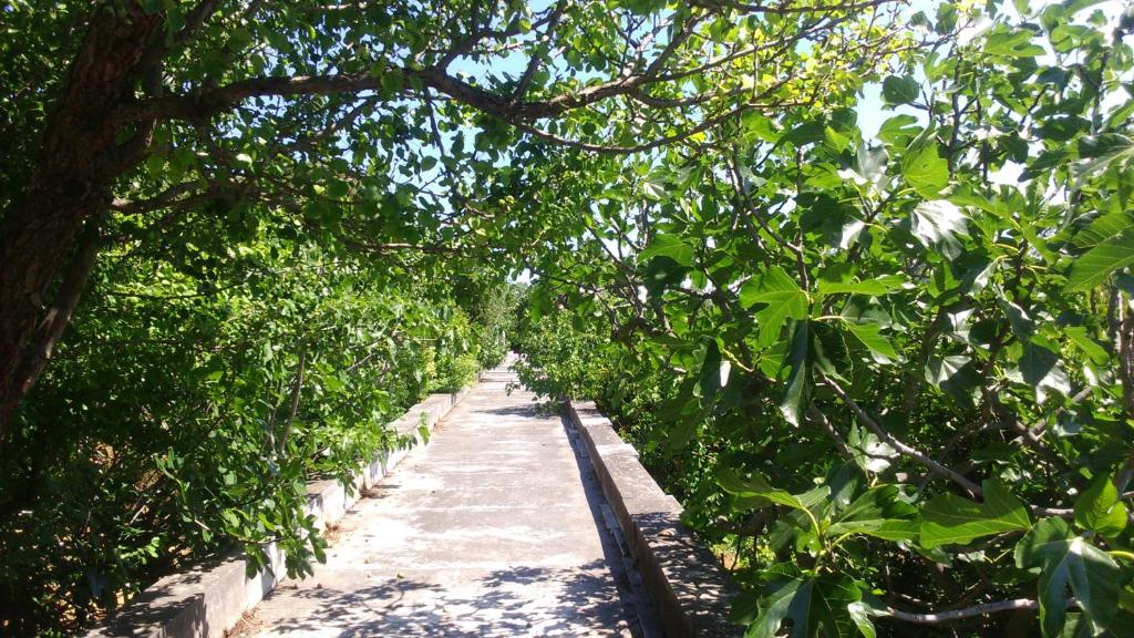 einen Weg durch einen Wald voller Bäume in der Unterkunft BELLA CISTERNA in Kambos