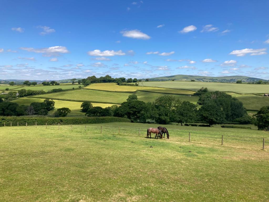 a couple of horses grazing in a field at The Nest in Modbury