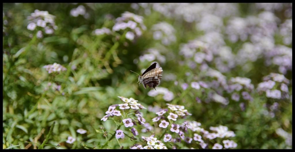 Lilium Boutique Hotel - Resim 38