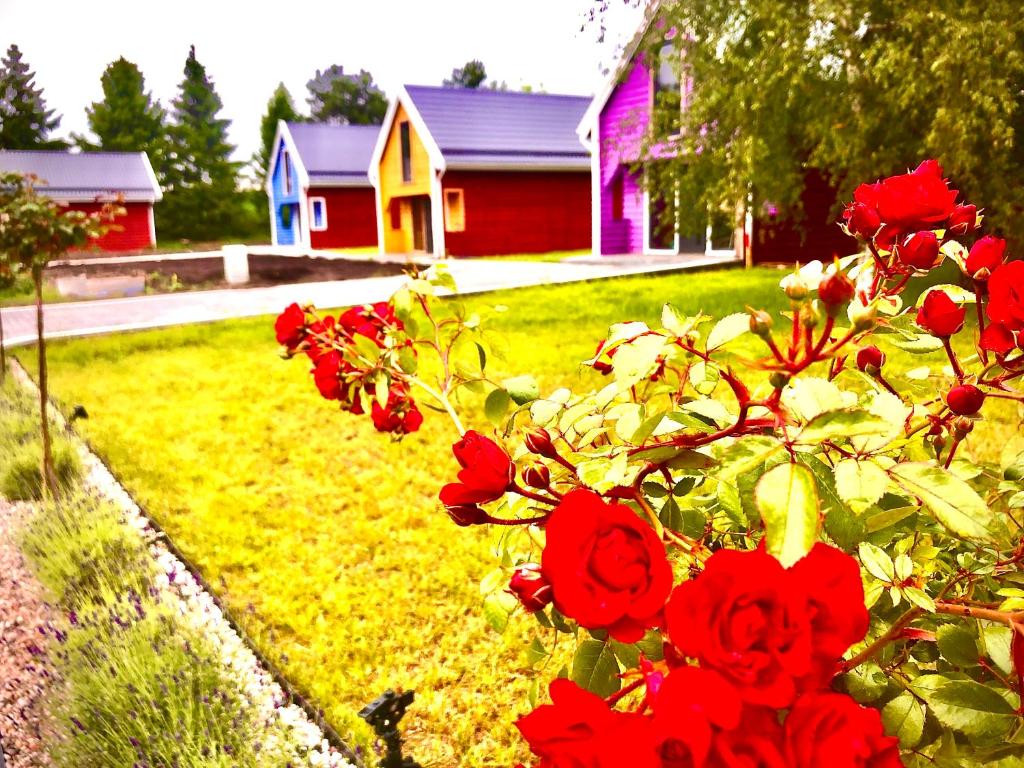 uma fila de rosas vermelhas em frente a uma casa em Mazurski Sad em Mrągowo