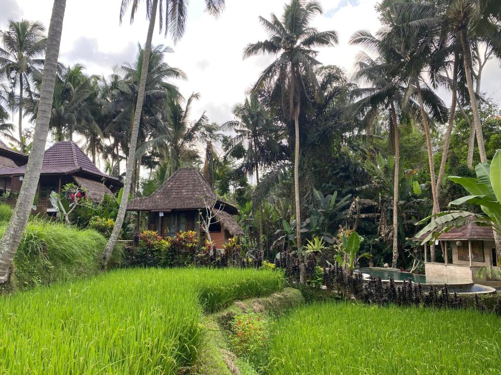 Un jardín fuera de Junjungan Suite