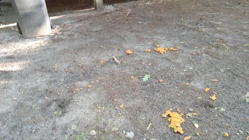 Fotografia z galérie ubytovania Oleandria Domek z kominkiem v destinácii Biskupiec