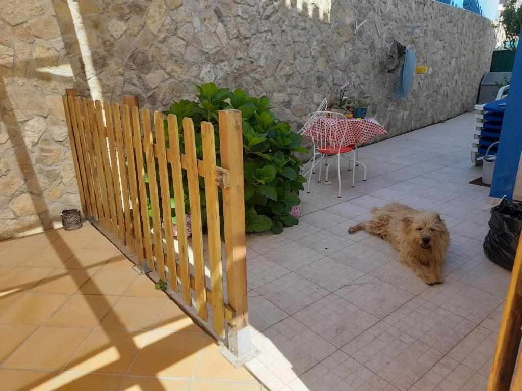 a brown dog standing next to a wooden fence at Villa Alegria in Ericeira