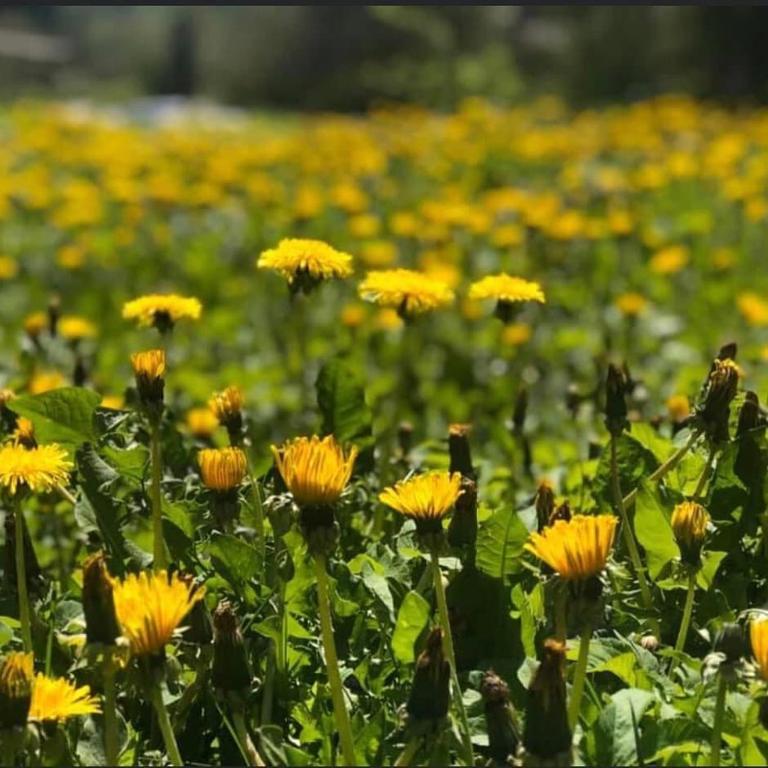 a field of yellow flowers in a field at Svjetlost in Jahorina