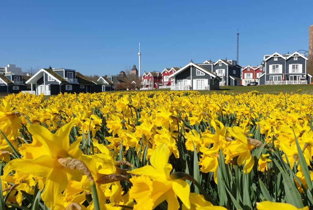 un campo de flores amarillas con casas en el fondo en Iris Strandhus, en Sierksdorf