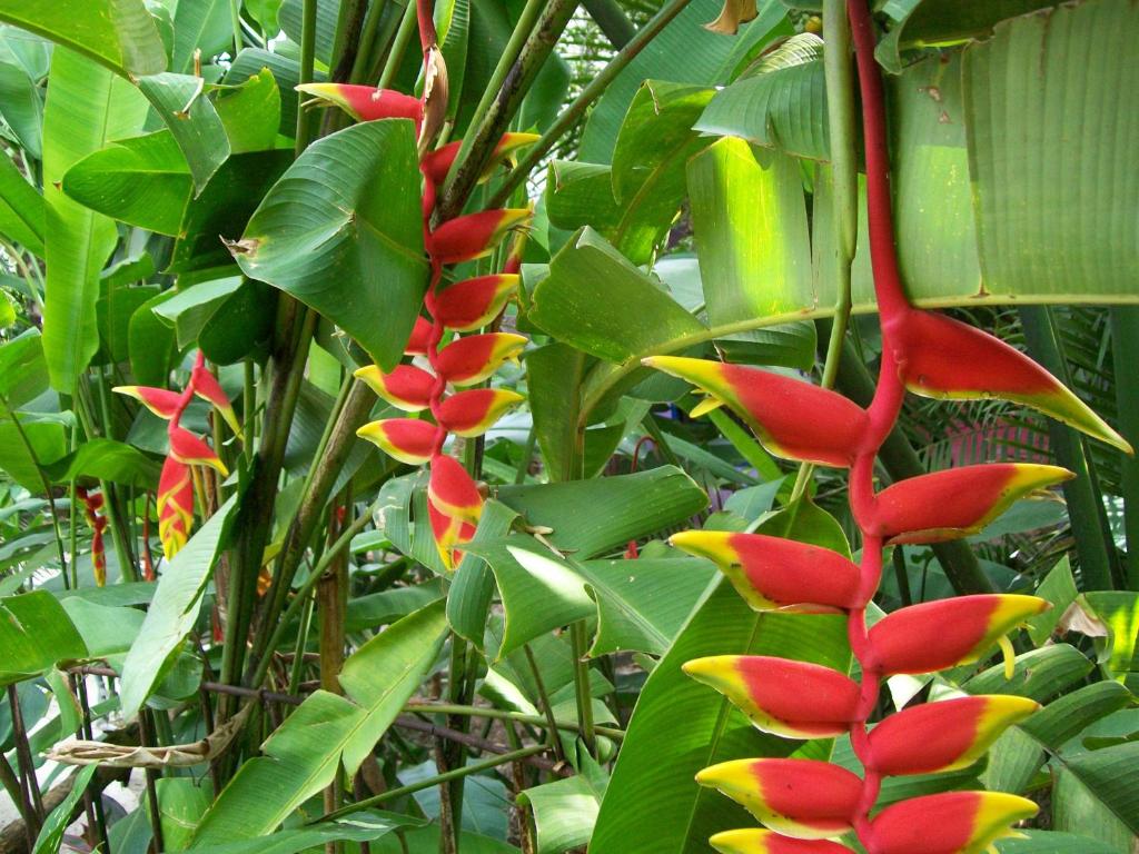 Zahrada ubytování Posada El Jardin