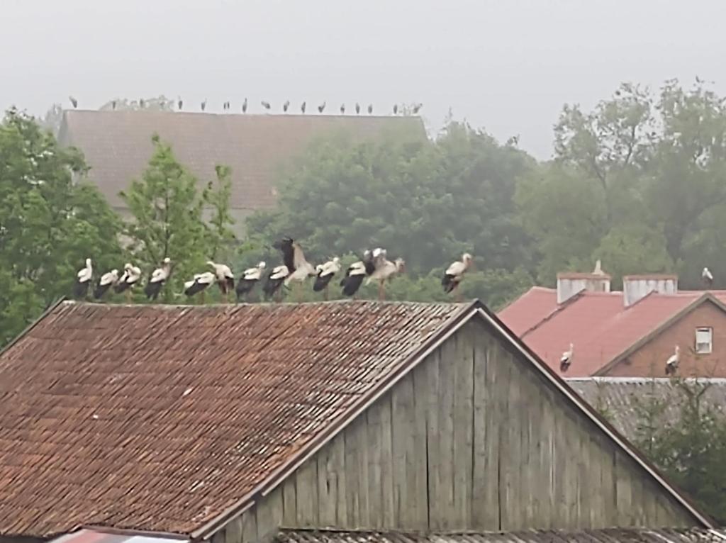 Zvieratá v apartmáne alebo blízkom okolí