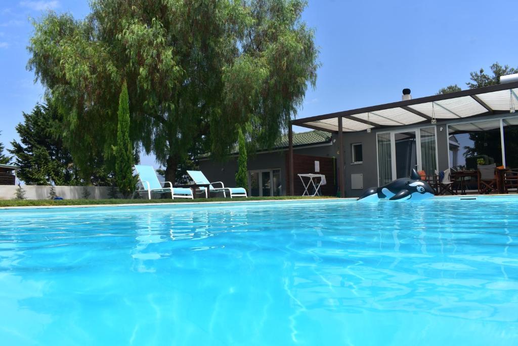 um golfinho na água numa piscina em Pool Guesthouse em Corinto