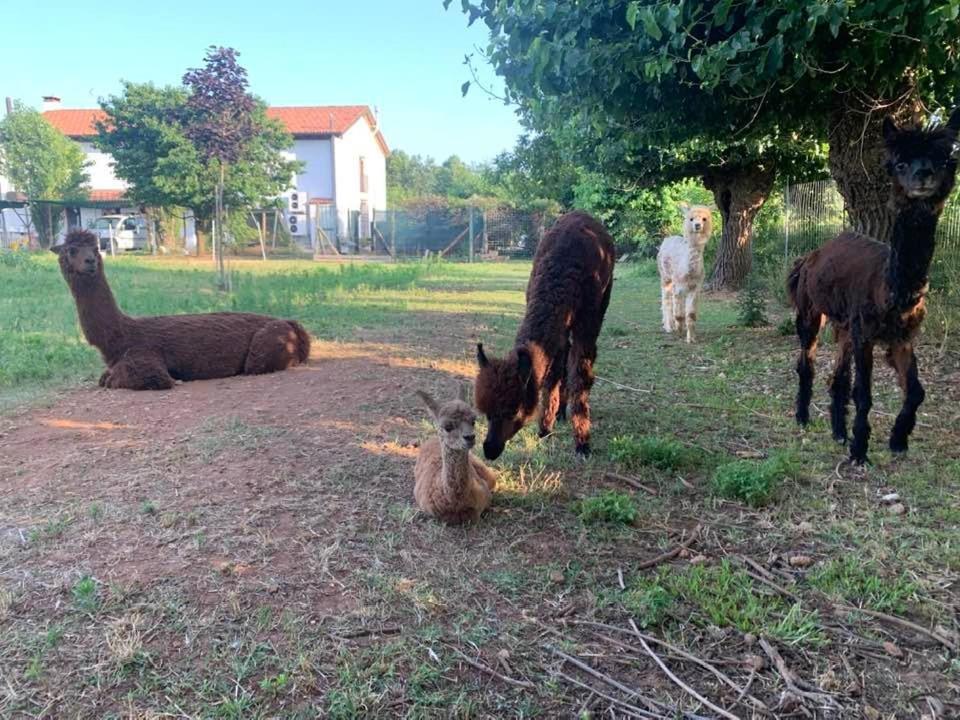 Zvířata v farmy nebo okolí