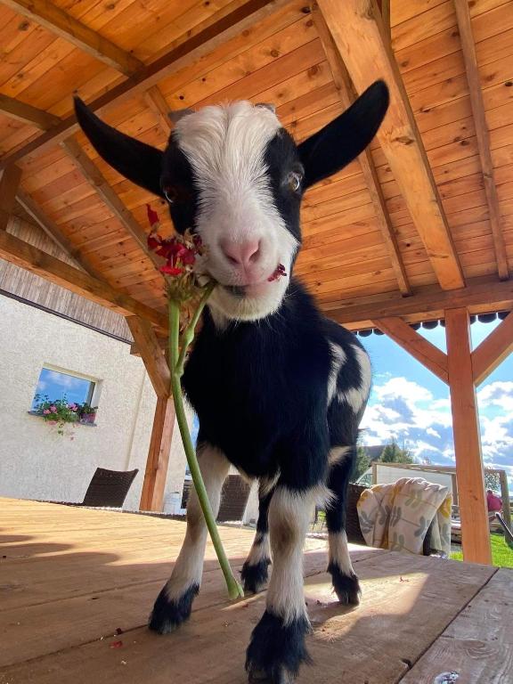 a black and white goat holding a plant in its mouth at Agroturystyka Nad Łąkami in Kłodzko