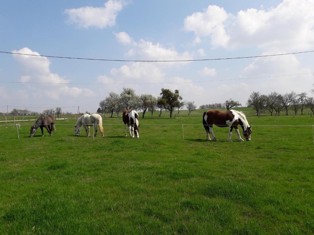 eine Gruppe von Pferden, die auf einem Grasfeld grasen in der Unterkunft Gîte La Besse, Claudon in Claudon
