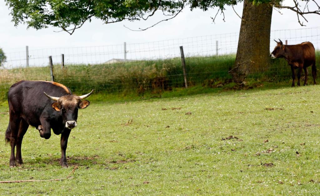 Zvířata v prázdninového domu nebo okolí