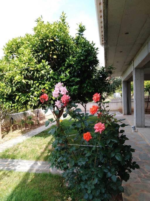 A garden outside Derveni Summer House
