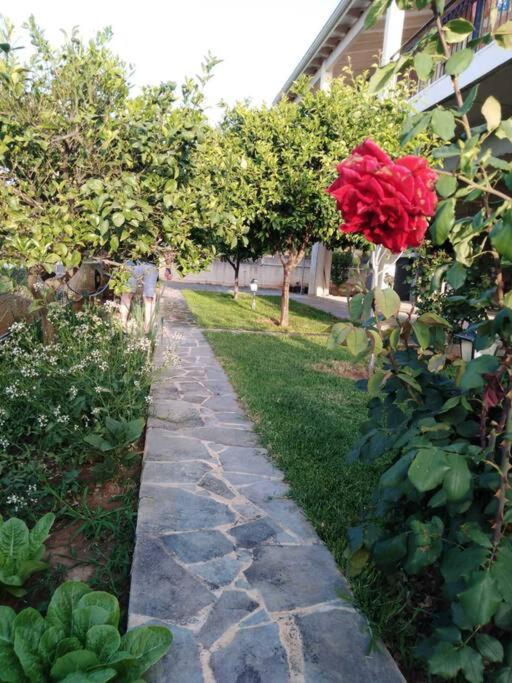 A garden outside Derveni Summer House