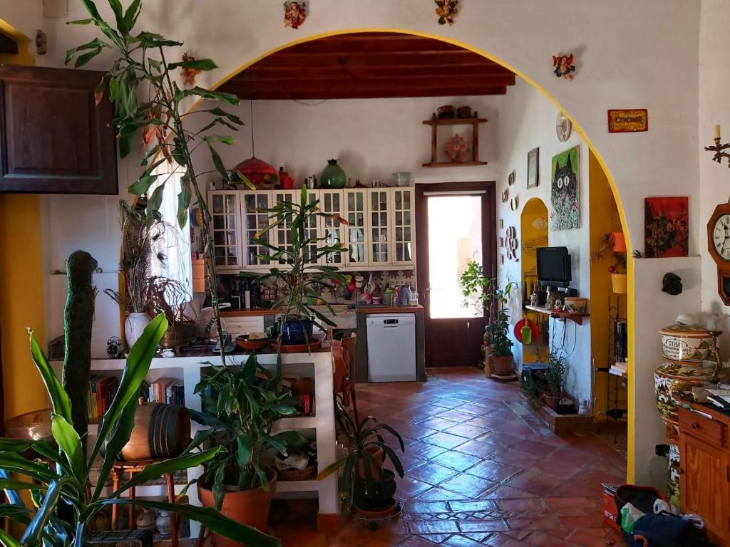 een keuken met veel planten in een kamer bij Relax y Descanso in Aspe