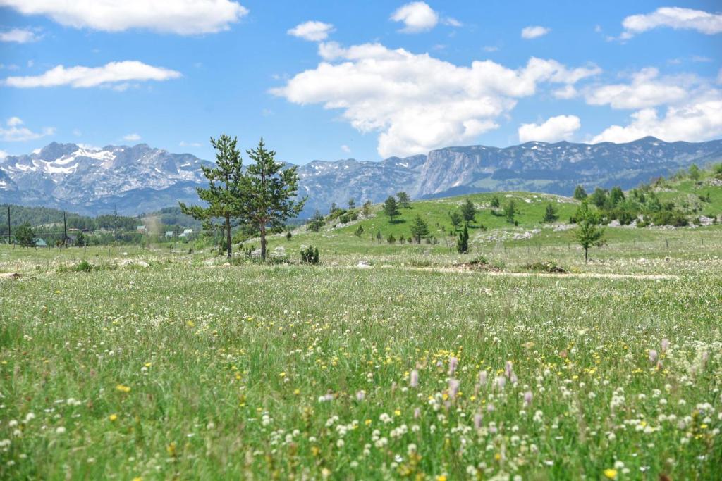 un campo di fiori con montagne sullo sfondo di Big bear villas a Žabljak