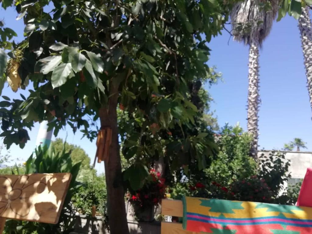 Zahrada ubytování Lemontree House Bacoli