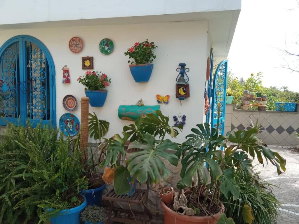 Zahrada ubytování Lemontree House Bacoli
