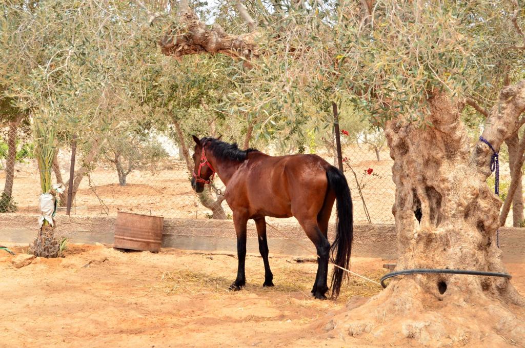 米多恩的住宿－Ranch Tanit Djerba，站在树旁的棕色马