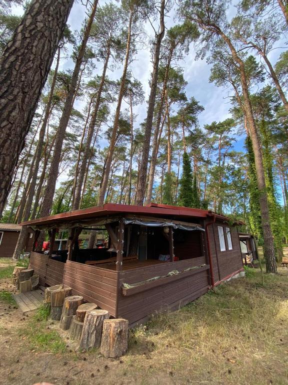 a cabin in the middle of a forest with trees at Domek Wakacyjny Maciuś 48 in Głębokie