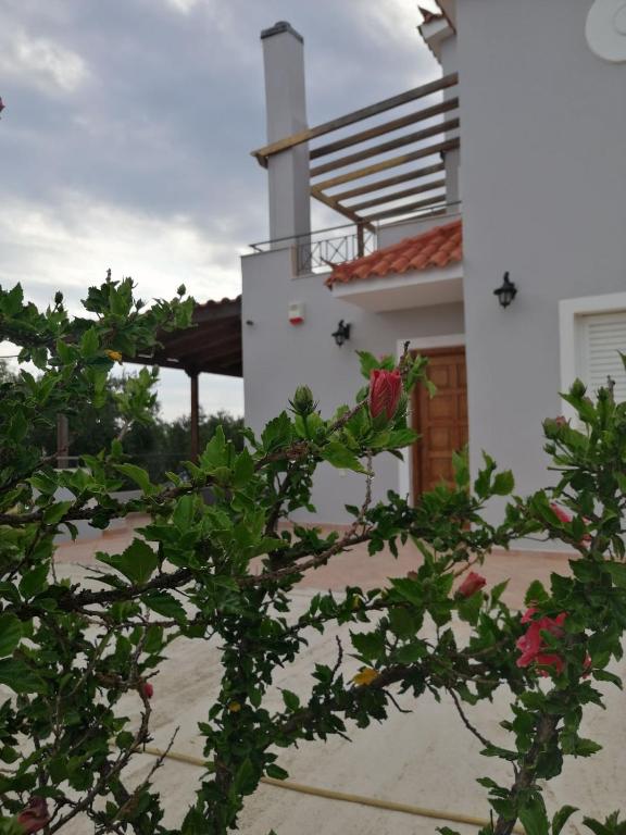 a plant in front of a white house at Olive Tree House I in Dhermatiánika