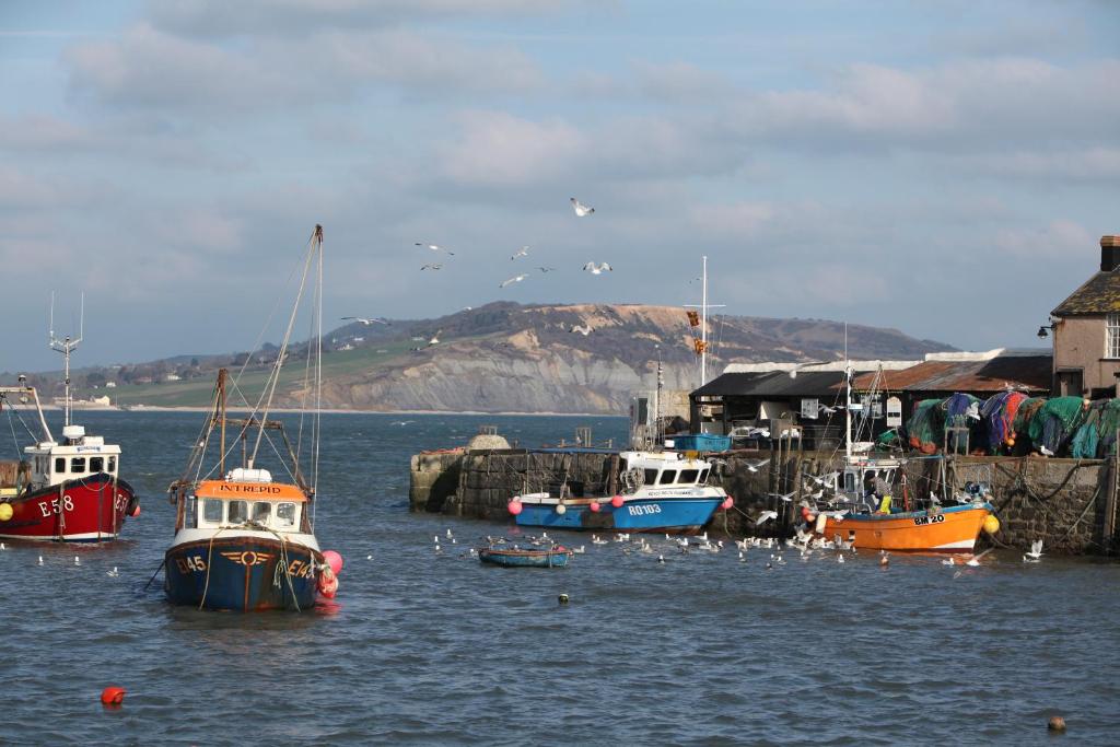 a group of boats in the water near a dock at Fernhill Hotel in Lyme Regis