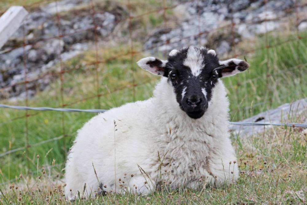 a black and white sheep sitting in the grass at Old Post Office in Tarbert
