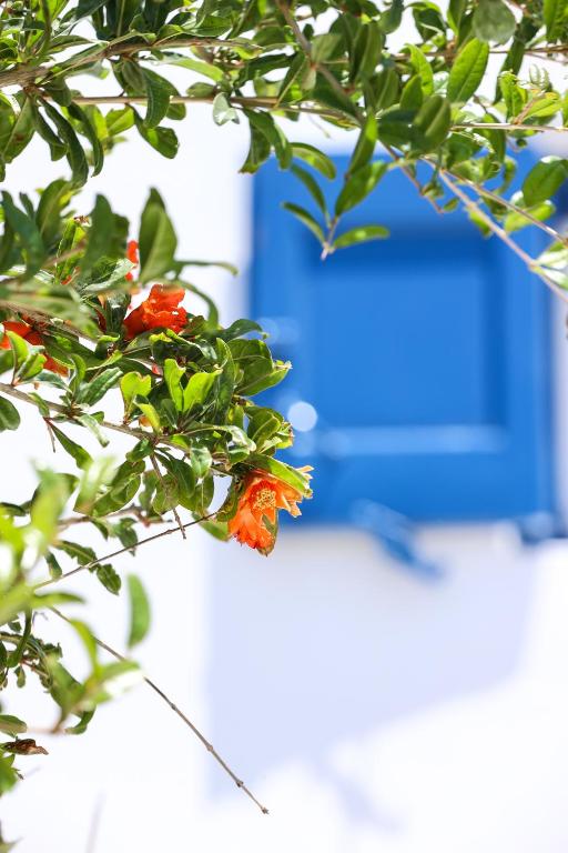 Aed väljaspool majutusasutust Mykonos in White
