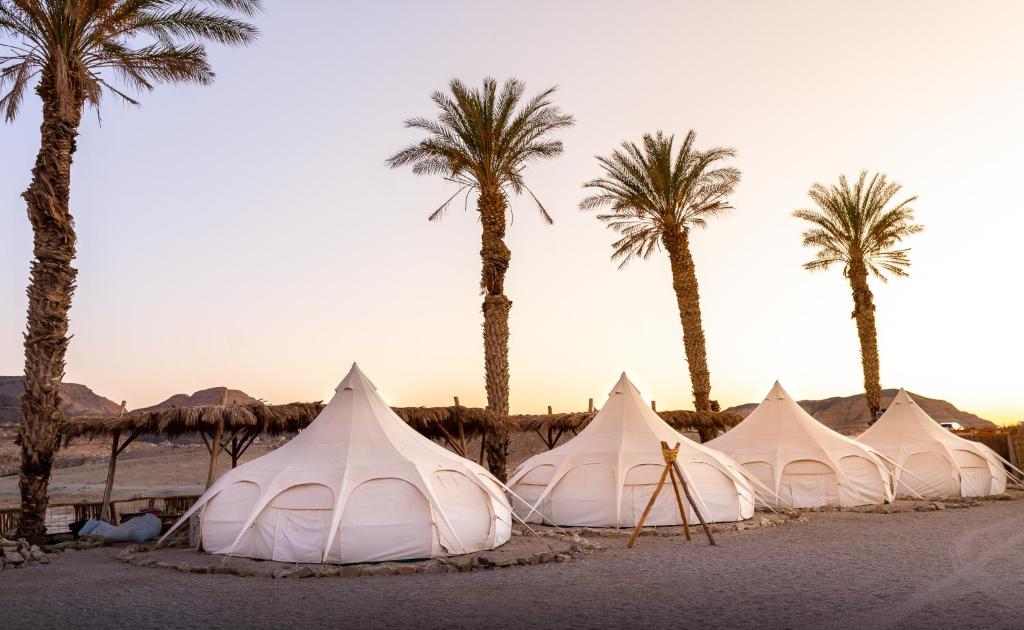 a row of tents in the desert with palm trees at Selina Ramon in Mitzpe Ramon