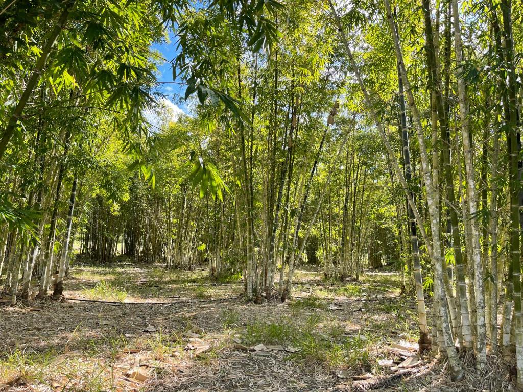 a wooded area with tall trees in a forest at GSM Bamboo Farm RV and Caravan site in Gundiah