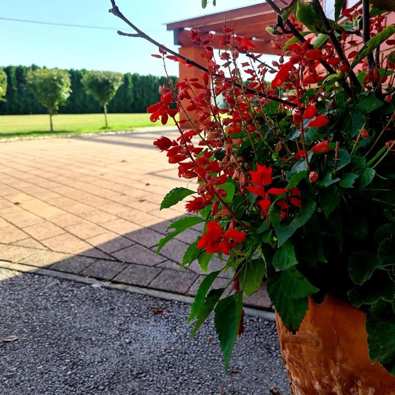 Zahrada ubytování Ladanjska Kuca Maras