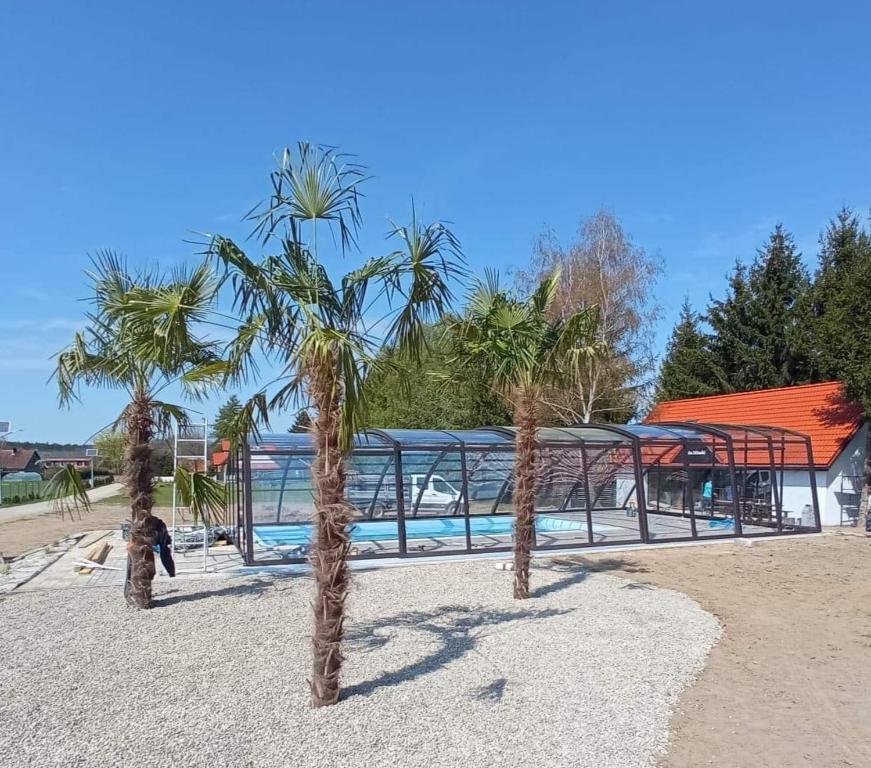 a group of palm trees in front of a pool at Nowe domy na Mazurach- Totutaj Wejsuny in Pisz