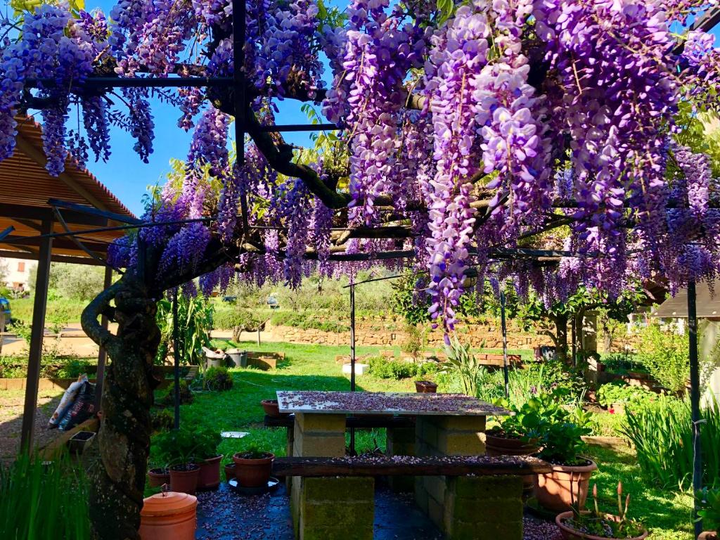 Zahrada ubytování Agriturismo Montefabbrello