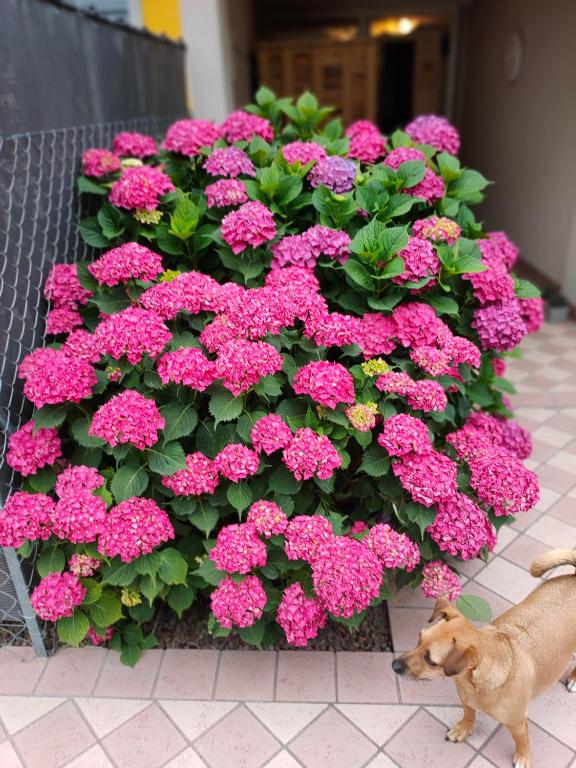 Domácí mazlíčci ubytovaní s hosty v ubytování A casa di Rosa