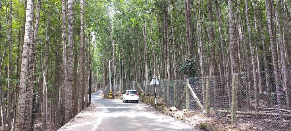 a white car driving down a road through a bamboo forest at iSTAYS - Loop Road, Yercaud in Yercaud
