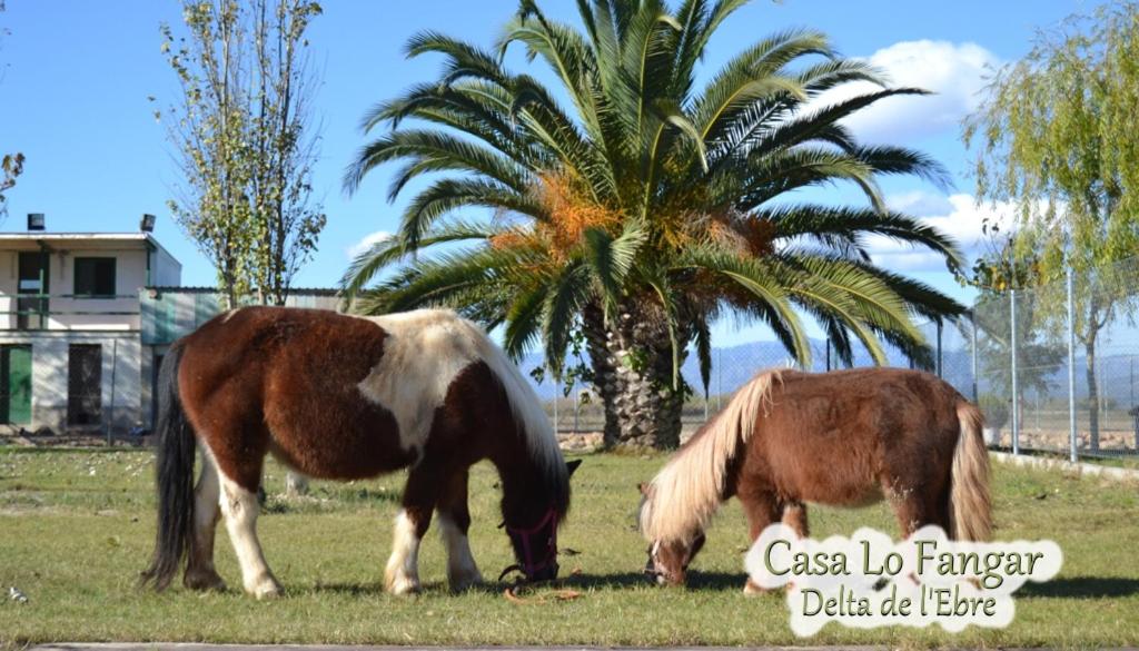Fotografie z fotogalerie ubytování Casa Lo Fangar - Delta de l'Ebre C3 v destinaci Deltebre